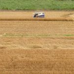 群馬・伊勢崎市で小麦の収穫始まる