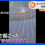田んぼで“奇妙な現象”に遭遇！まるで風神さま？それとも妖怪？その正体とは？｜TBS NEWS DIG