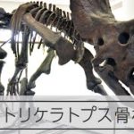 16日から「恐竜展」　トリケラトプスの全身骨格など登場