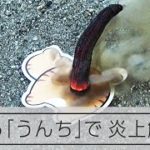 名古屋市のおもちゃ屋が開発した花火「ねこのうんち」