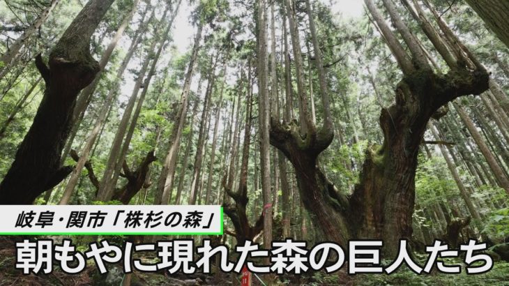 朝もやに現れた森の巨人たち