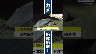 絶対絶命 ひっくり返ったカメ #shorts