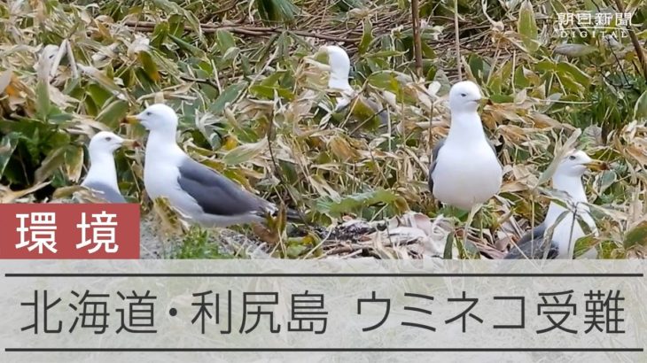 繁殖地の利尻島でウミネコ受難