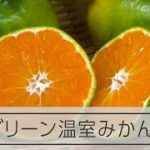 グリーン温室みかん出荷始まる　蒲郡