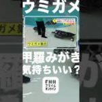 甲羅みがきねだるウミガメ #shorts