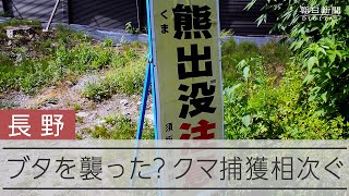 次々に消えるブタ、壁に残った血と足跡　わなに捕まったのはあの動物