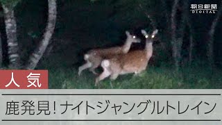 三陸鉄道でシカを見る「ナイトジャングルトレイン」