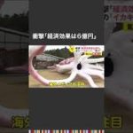 イカの巨大オブジェ 「経済効果は6億円」 #shorts