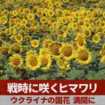 戦時に咲くヒマワリ ウクライナの国花、満開に