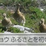 山を初めて歩いたライチョウ親子　「野生家族に見え、神々しかった」