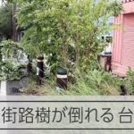 【台風11号】強い風で街路樹が倒れる 宮古島に台風11号が接近