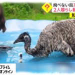 飛べない鳥エミューと一緒　2人暮らし動画がバズる