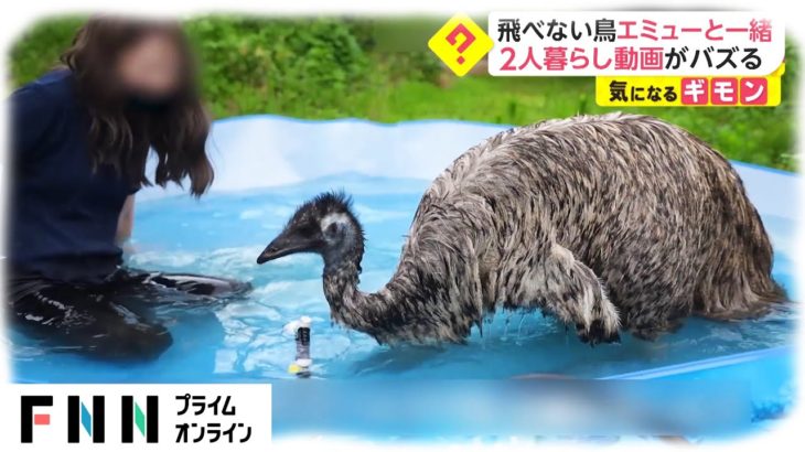 飛べない鳥エミューと一緒　2人暮らし動画がバズる