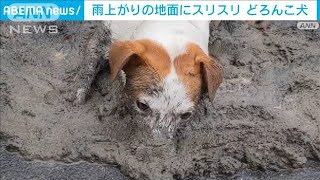 スリスリが止まらない…雨上がりのぬかるみは最高だワン！(2022年9月7日)