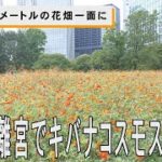 秋告げるキバナコスモス　東京・浜離宮