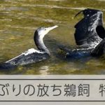 「放ち鵜飼」に向けて特訓中