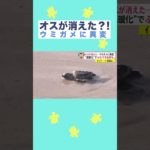 オスが消えた…ウミガメに異変?! #shorts