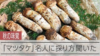 マツタケ名人に聞くマツタケの採り方