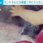 ランドセルに大興奮！中に入りたいネコとの攻防　最後は体半分が…決着？(2022年9月22日)