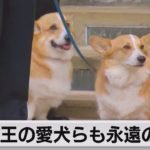 エリザベス女王の愛犬らも永遠の別れ　ウィンザー城で（2022年9月20日）