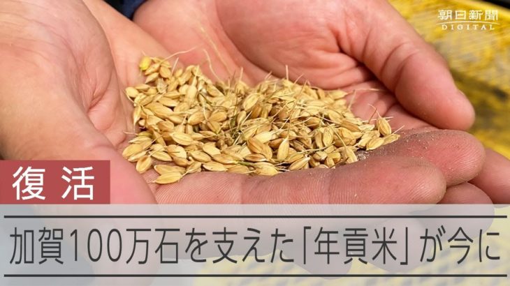 若手農家が加賀藩米を復活　風土や先人感じられるお米に