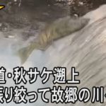 【4K】北海道・秋サケ遡上　命振り絞って故郷の川へ