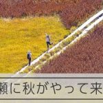 【空撮】尾瀬に秋がやってきた！草紅葉が見ごろ