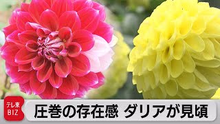 約500品種4,000株　圧巻の存在感 ダリアが見頃（2022年10月6日）