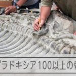 生態を知る手がかり パレオパラドキシアの化石