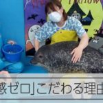 アザラシもセイウチもタッチ　コロナでも距離感ゼロの水族館の戦略