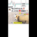 衝撃の花火「ねこのうんち」　誕生のきっかけは超真面目 #shorts