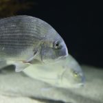 進化する水族館～アトア・四国水族館～