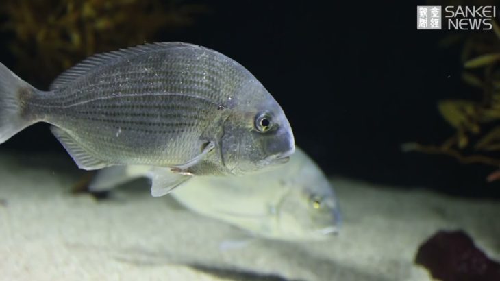 進化する水族館～アトア・四国水族館～