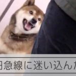 小田急線の電車に迷い込んだ犬