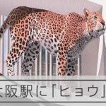 大阪駅にヒョウ現る　３D立体広告