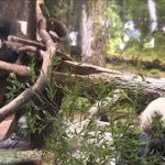 上野動物園の双子パンダ　閲覧は抽選から先着順に(2022年10月4日)