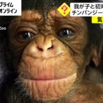 優しく抱きしめ…帝王切開で出産したチンパンジーがわが子と初対面