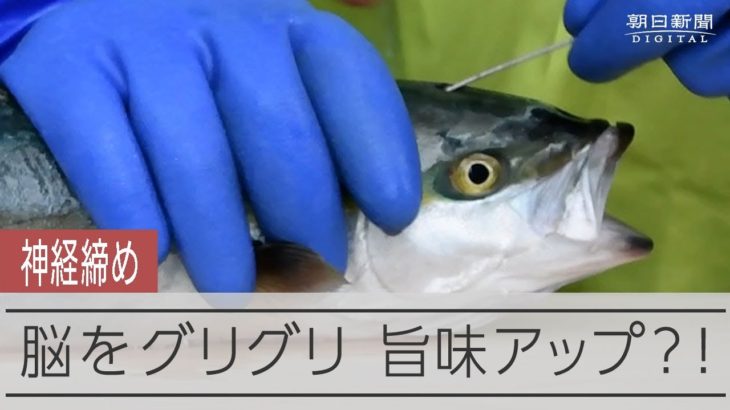 【潜入】神経締め研究会に参加してみた　魚に付加価値を…立ち上がった漁師たち