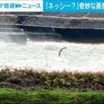 日本に「ネッシー？」川面からにょきっと…その正体は(2022年11月22日)