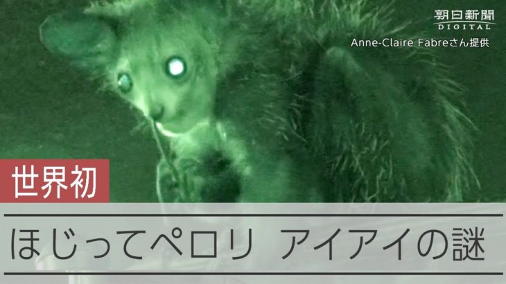 鼻をほじってペロリ　童謡でおなじみのアイアイ　科学者が探る「生物学的意味」