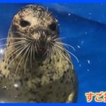 数字の大小がわかる“天才アザラシ”現る　たった1週間でマスター｜TBS NEWS DIG