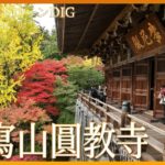 山上の名刹が織りなす紅葉【JNN 紅葉ドローンDIG】｜TBS NEWS DIG