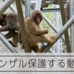 高宕山自然動物園がリニューアルオープン