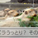 カピバラうっとり？湯っこでほっこり　大森山動物園