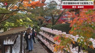 【速報】招き猫発祥の寺で紅葉見ごろ 東京・豪徳寺
