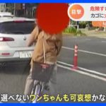 「飼い主を選べないワンちゃんも可哀想」自転車のカゴに犬を乗せ、車の間を横断…ドライブレコーダーが捉えた“危険な走行”｜TBS NEWS DIG