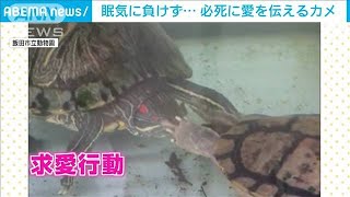冬眠モードで求愛？高速のはずが…前足で優しく顔を触るカメ(2022年12月26日)