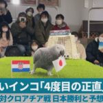 占いインコ「4度目の正直」? 対クロアチア戦、日本勝利と予想
