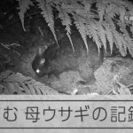 巣穴の前で自分の口を使って体の毛をむしるアマミノクロウサギ＝鹿児島県奄美大島、写真家・浜田太さん提供