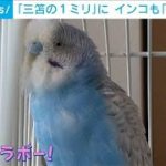 「三笘の1ミリ」にインコも「ブラボー！」(2022年12月9日)